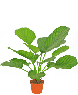 Planta artificial Calathea 46 cm