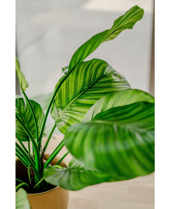 Planta artificial Calathea Fasciata 53 cm