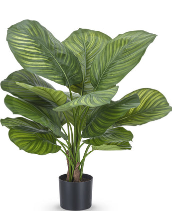 Planta artificial Calathea Fasciata 53 cm