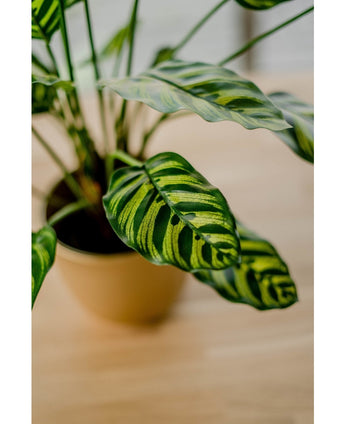 Planta artificial Calathea Makoyana 60 cm