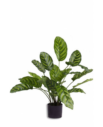 Planta artificial Calathea Makoyana 60 cm