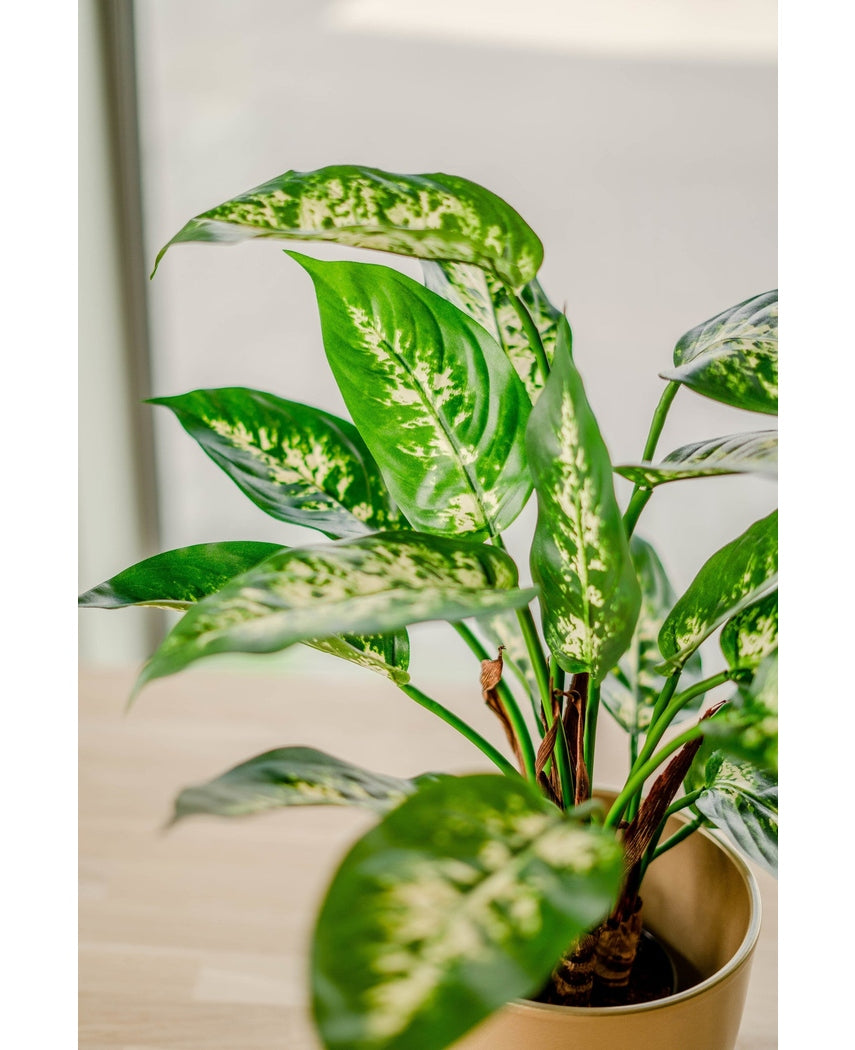 Planta artificial Dieffenbachia 60 cm