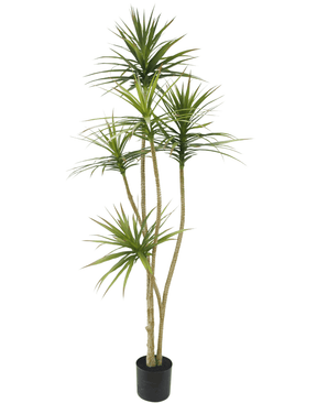 Planta artificial Dracaena Fragnans 180 cm