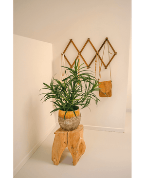 Planta artificial Dracaena Reflexa 63 cm