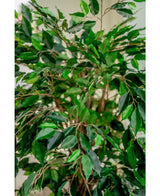 Planta artificial Ficus Tropical Liana 150 cm