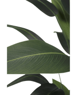 Planta artificial Heliconia 180 cm