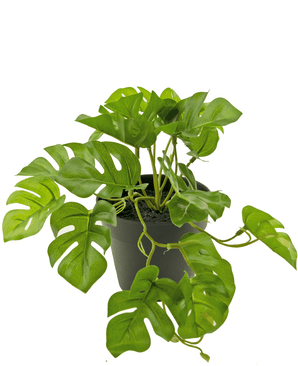 Planta artificial Monstera 18 cm