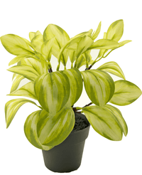 Planta artificial Rohdea 28 cm verde