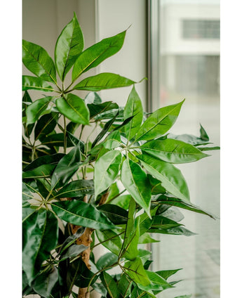 Planta artificial Schefflera 150 cm