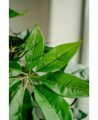 Planta artificial Schefflera 150 cm