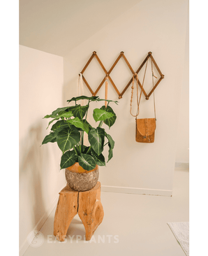 Planta artificial Syngonium 58 cm