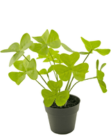 Planta artificial Trébol 30 cm