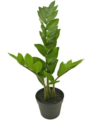 Planta artificial Zamioculcas 50 cm