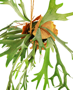 Planta artificial colgante Staghorn sobre bola 89 cm