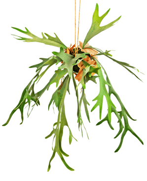 Planta artificial colgante Staghorn sobre bola 89 cm