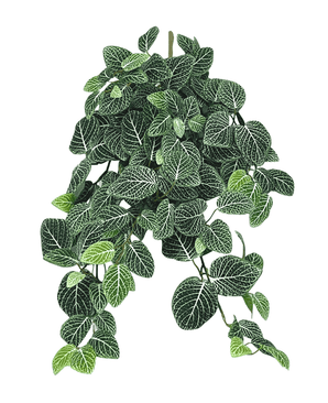 Planta artificial de pared Fittonia Verde-blanca 70cm