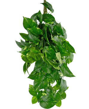 Planta colgante artificial Golden Vine Deluxe 80 cm