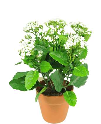 Planta con flores artificiales Kalanchoe 31 cm blanco