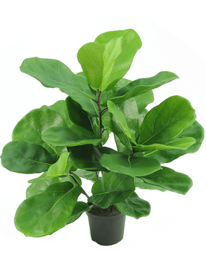 Planta de tabaco Fiddle Leaf 45 cm