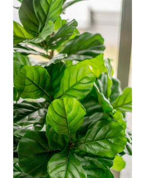 Planta de tabaco artificial Ficus Lyrate 180 cm