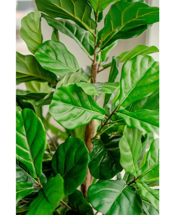 Planta de tabaco artificial Ficus Lyrate 180 cm