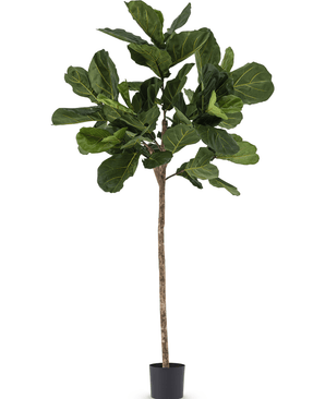 Planta de tabaco artificial Ficus Lyrate 225 cm