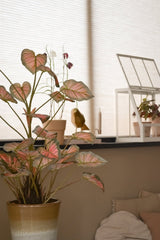 La planta artificial Caladium de 90 cm, de color rosa con hojas teñidas de rosa, ocupa un lugar destacado en el alféizar de una ventana, junto con otras plantas, adornos y un mini invernadero blanco, todo ello bañado por una suave luz natural que llena la acogedora habitación.