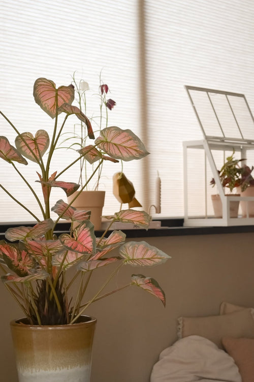 La planta artificial Caladium de 90 cm, de color rosa con hojas teñidas de rosa, ocupa un lugar destacado en el alféizar de una ventana, junto con otras plantas, adornos y un mini invernadero blanco, todo ello bañado por una suave luz natural que llena la acogedora habitación.