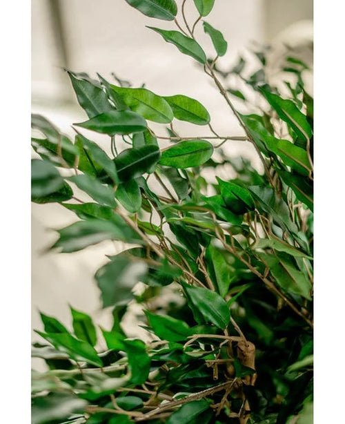 Un primer plano de hojas verdes vibrantes y esbeltos zarcillos de madera de la Planta Artificial Ficus Liana de 90 cm, iluminadas por luz natural con un fondo neutro desenfocado que resalta el exuberante follaje artificial.