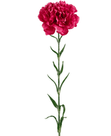 Ramo de flor artificial Clavel 69 cm rosa duro
