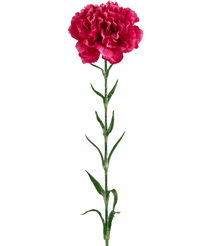 Ramo de flor artificial Clavel 69 cm rosa duro