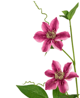 Ramo de flor artificial Clematis doble 78 cm púrpura