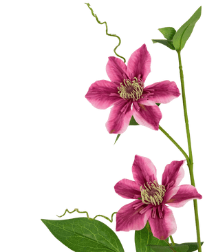 Ramo de flor artificial Clematis doble 78 cm púrpura