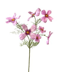 Ramo de flor artificial Cosmos 74 cm rosa