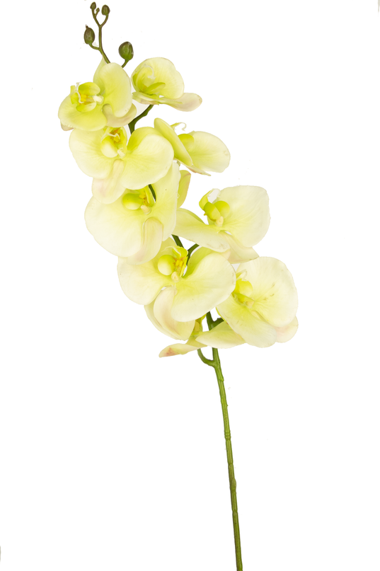 Orquídea artificial Real Touch Deluxe 105 cm blanco/amarillo