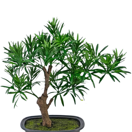 Planta artificial Bonsái Podocarpus 30 cm