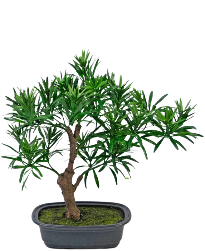 Planta artificial Bonsái Podocarpus 30 cm