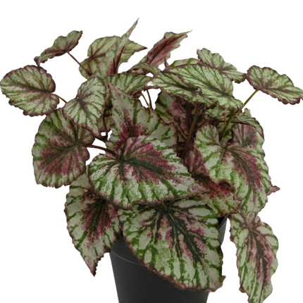 Begonia artificial en maceta 35cm