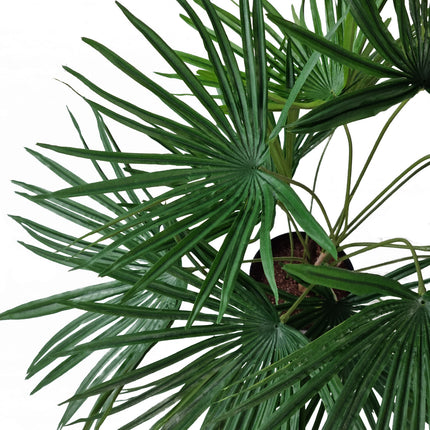 Planta artificial Baby Palm Fan 50 cm