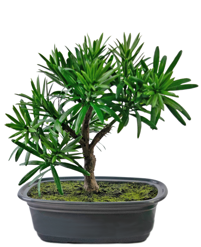 Planta artificial Bonsái Podocarpus 20 cm