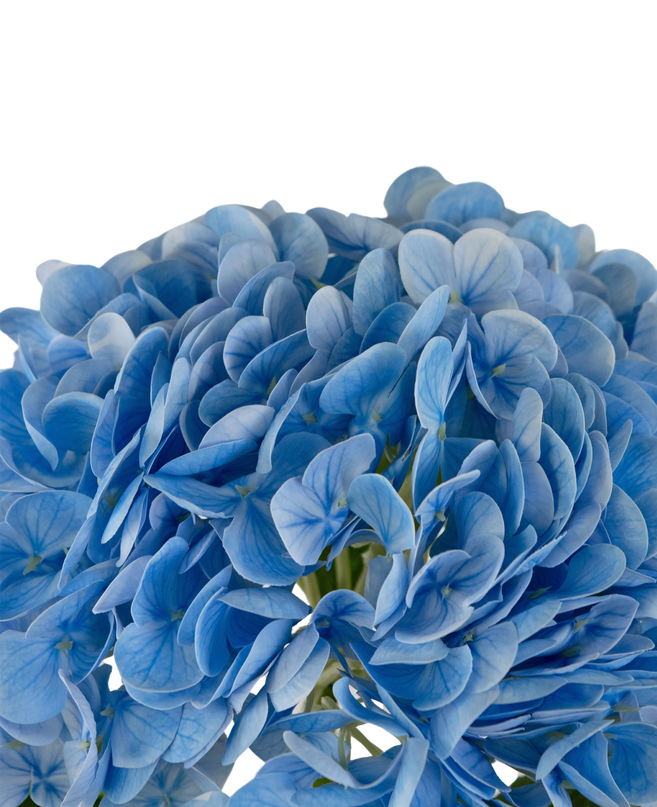 Hortensia artificial "Annabelle" Real Touch Azul 55cm