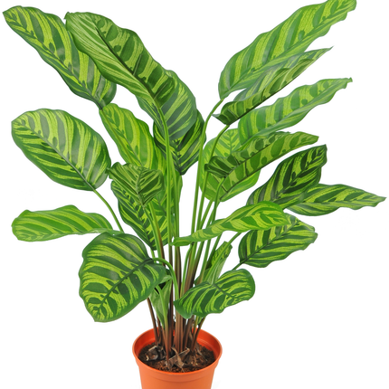 Planta artificial Calathea Makoyana 60 cm roja