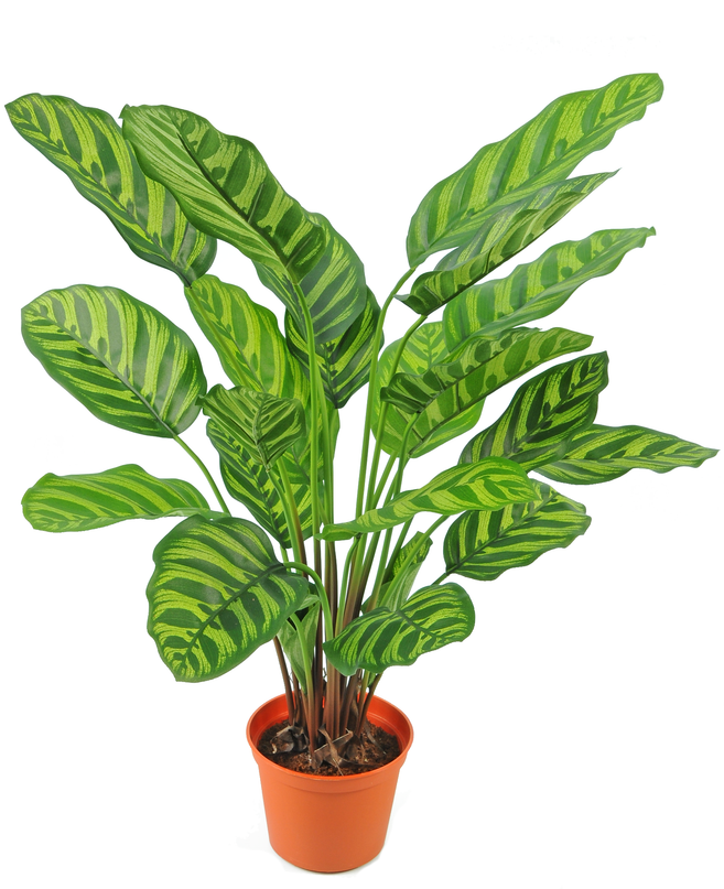 Planta artificial Calathea Makoyana 60 cm roja