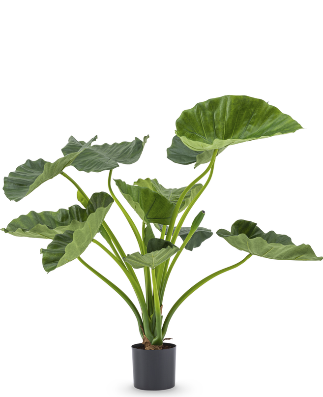 Planta artificial Alocasia Calioora 80 cm