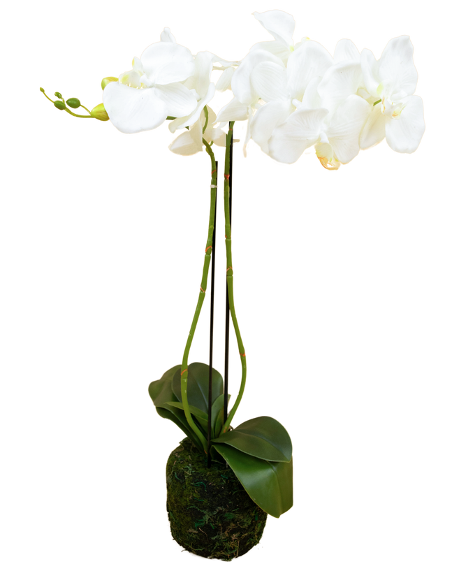 Orquídea artificial 62 cm blanca