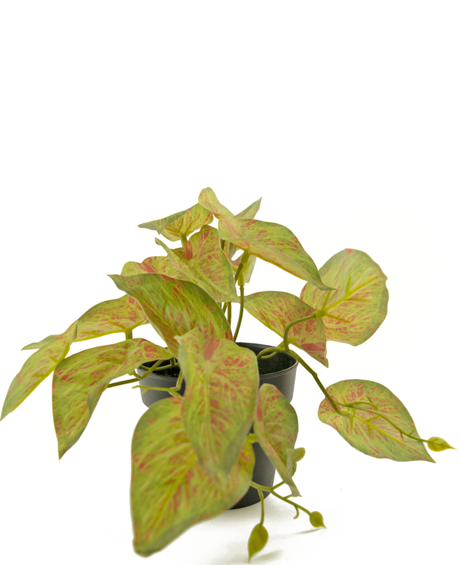 Planta artificial Scindapsus 25 cm