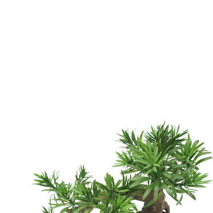 Bonsái Artificial Podocarpus 52 cm
