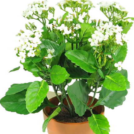 Planta con flores artificiales Kalanchoe 31 cm blanco