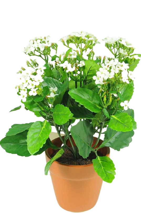 Planta con flores artificiales Kalanchoe 31 cm blanco