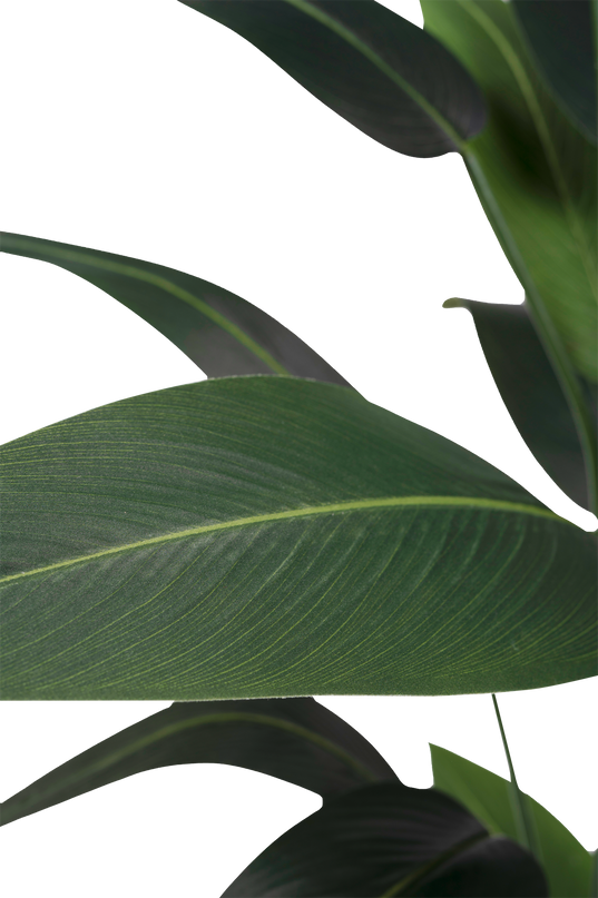 Planta artificial Heliconia 210 cm